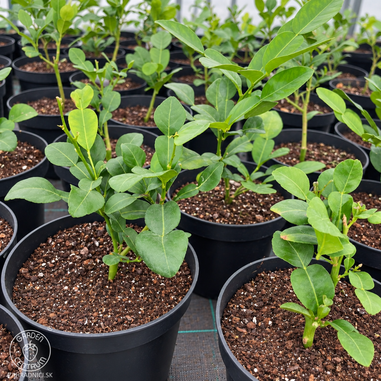 Obrázok Kafrová limeta (Citrus hystrix) ‘COMBAVA FREE’ – výška 20-30 cm, kont. C2L